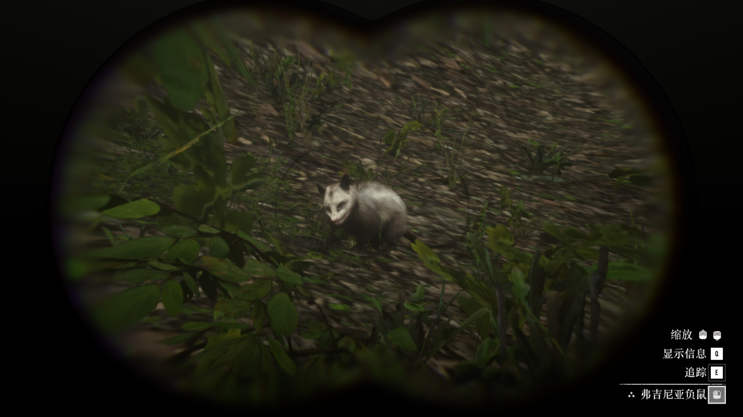《荒野大镖客2》动物弗吉尼亚负鼠在哪里找