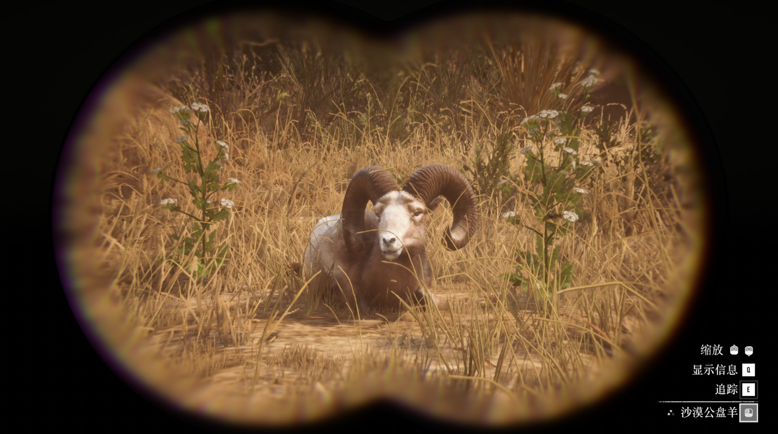 《荒野大镖客2》动物沙漠公盘羊在哪里找