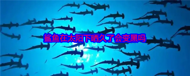 鲨鱼在太阳下晒久了会变黑吗