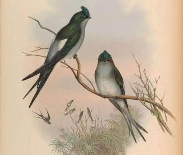 以下哪一项是春分节气的物候特征