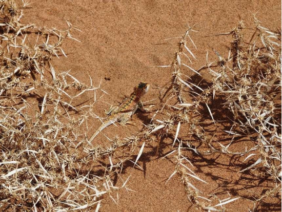 当拉格朗日遇上地球日，玩家还能参与“中国奇迹”？百连抽卡不香了！