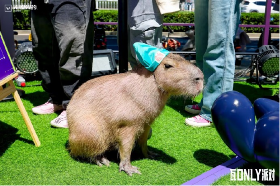 “瓦only”派对五一火热上演，奶妈问诊、春晚靶场嗨转线下