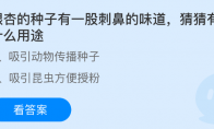 银杏的种子有一股刺鼻的味道，猜猜有什么用途(银杏的种子有一股味道)